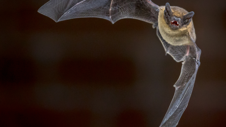 pipistrelle bat